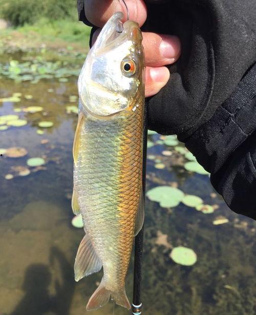 国产马口鱼视频,探寻本土水产品的新星